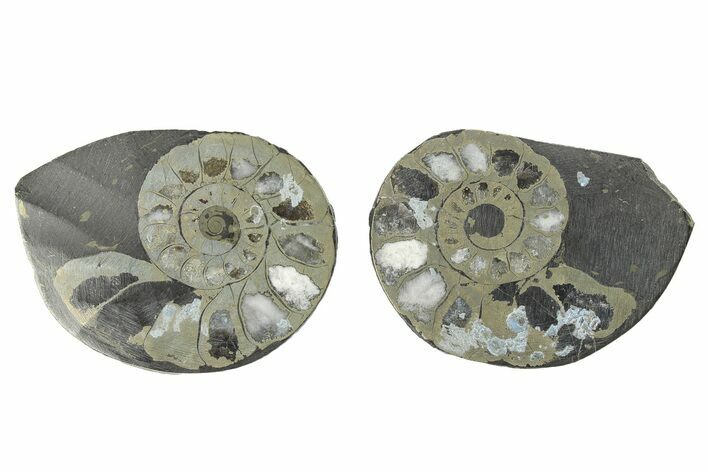 Pyritized Cut Ammonite Fossil Pair - Morocco #276641